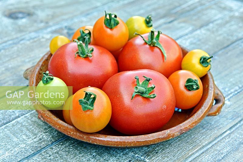 Dish of harvested Solanum lycopersicum - Tomatoes. 