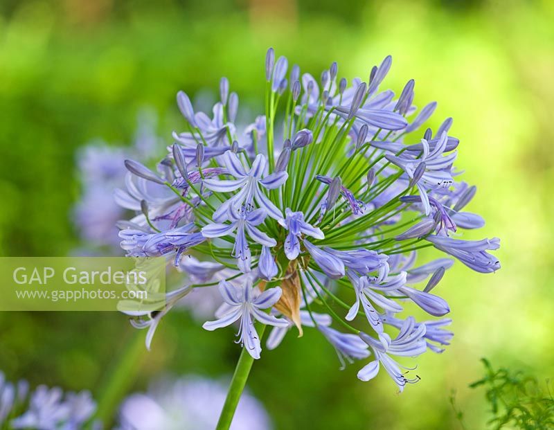 Agapanthus africanus - African lily