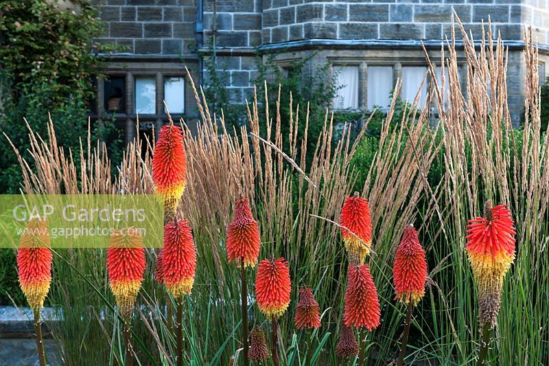 Flowering Kniphofia in border at Borde Hill Gardens, West Sussex, UK.