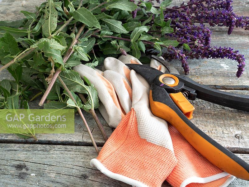 Tools and equipment for taking summer cuttings of Salvia nemorosa 'Caradonna'. 