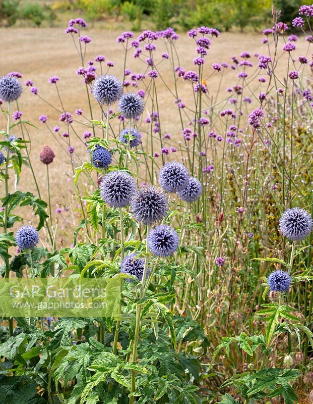 Summer bed with Verbena bonariensis and Echinops ritro 'Veitche's Blue'. 