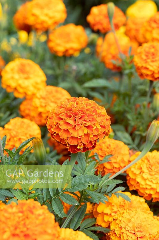 Tagetes 'Zenith Red' - Marigold