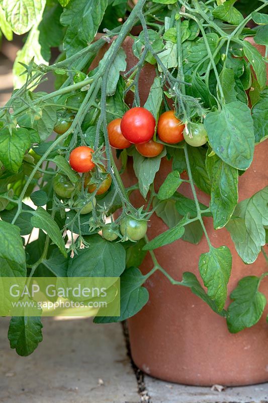Solanum lycopersicum 'Tumbler' - Tomato - growing in a plant pot 
