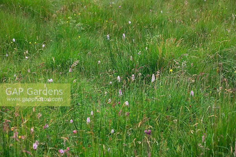 View of meadow with Dactylorhiza maculata - heath spotted-orchid 