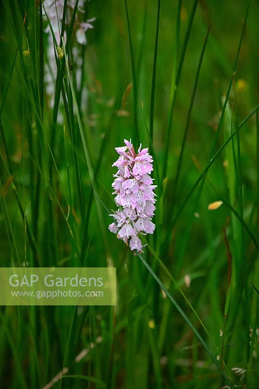 Dactylorhiza maculata - heath spotted-orchid 