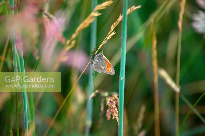 Coenonympha pamphilus - Small Heath butterfly