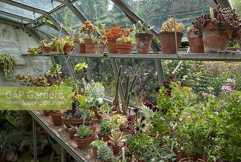 Succulents and Cacti in the greenhouse at York Gate Garden, Leeds, Yorkshire, UK.
