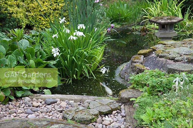 Iris ensata in large pond at Pure Land Japanese Meditation Garden, Newark, UK.