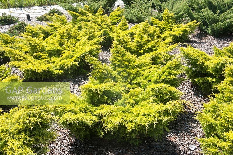 Juniperus x pfitzeriana 'Blound'