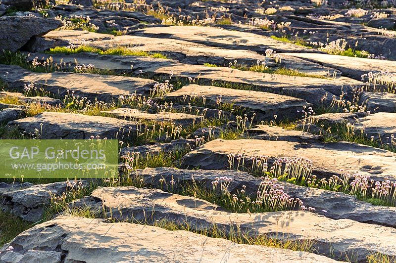 Sea pinks growing on limestone pavement near Fanore in The Burren, Co Clare, Ireland. 