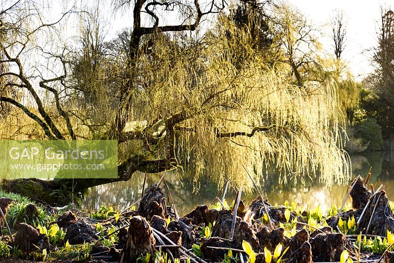 Bog garden and Salix babylonica - weeping willow - at Forde Abbey, Somerset, UK. 
