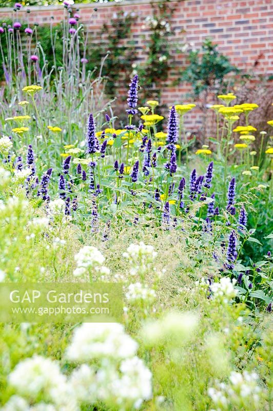 Late flowering herbaceous perennials mingle with annuals in the walled garden. 