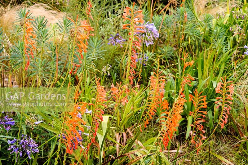 Watsonia, Abbotsbury Subtropical Garden, Dorset, UK. 