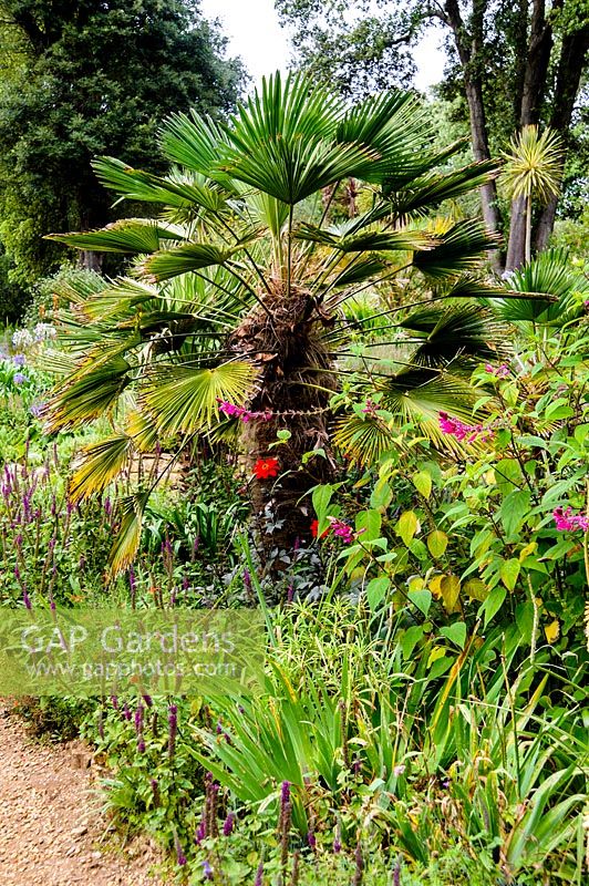 Trachycarpus surrounded by salvias and dahlias, Abbotsbury Subtropical Garden, Dorset, UK. 
