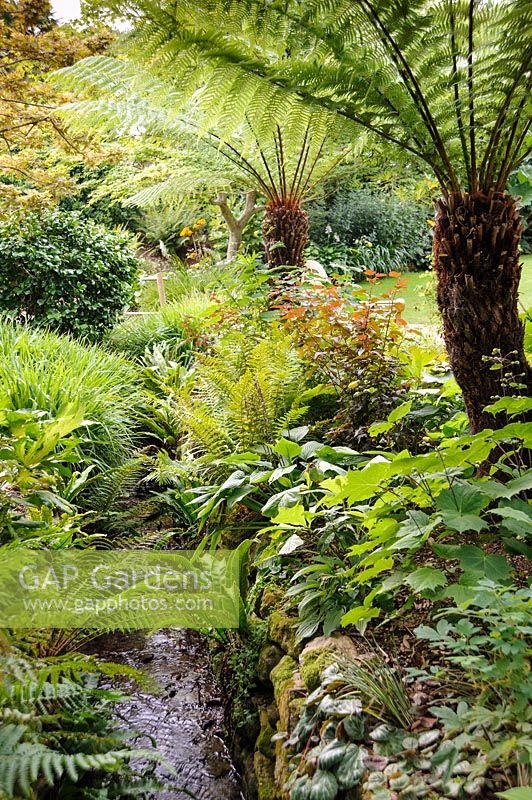 Stream flanked by ferns, tree ferns and Kirengeshoma palmata. Abbotsbury Subtropical Garden, Dorset, UK. 