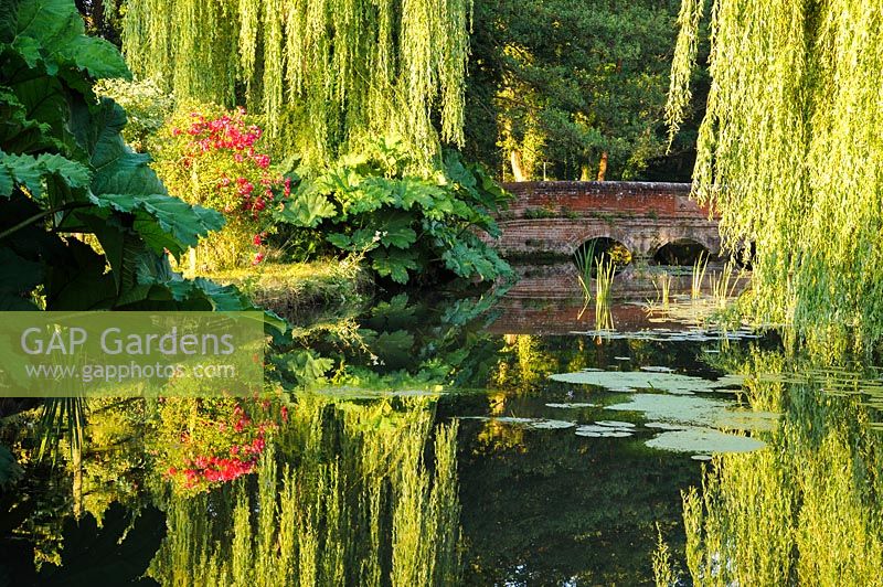 The mill pond is framed by massive weeping willows and large clumps of Gunnera manicata. Dipley Mill, Hartley Wintney, Hants, UK