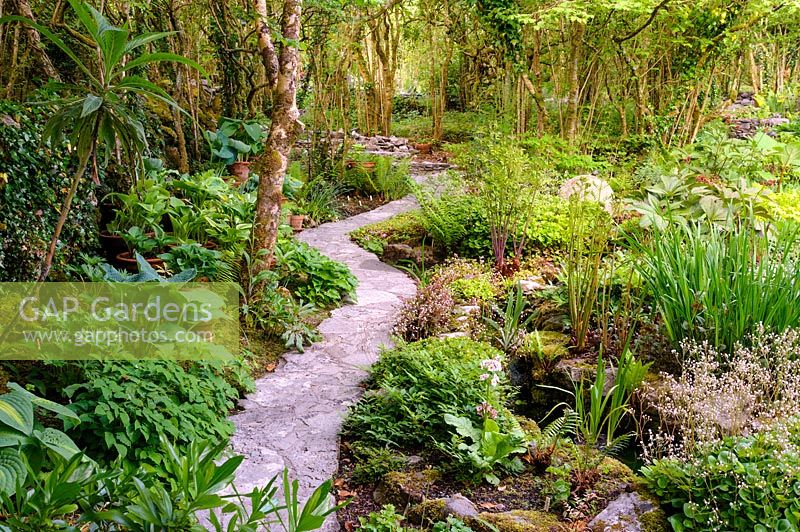 Winding stone path with shade loving hostas and ferns with stream. Fanore, Ireland