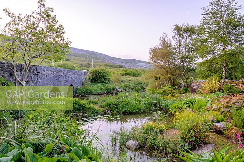 Bridge over Caher River with pond and moisture loving plants. Caher Bridge Garden, Fanore, Ireland