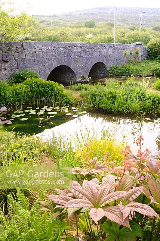 Pond with bridge and Burren landscape with moisture loving plants. Caher Bridge Garden, Fanore, Ireland