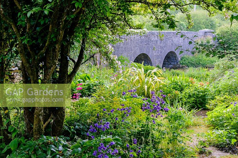 Bridge over the Caher River with hawthorn tree. Caher Bridge Garden, Fanore, Ireland