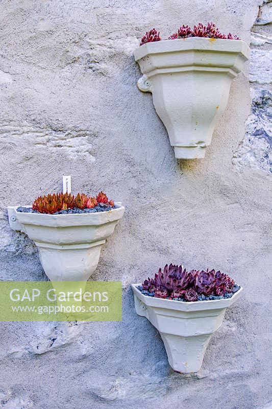 Sempervivums displayed in vintage drainpipe hoppers. Fanore, Ireland