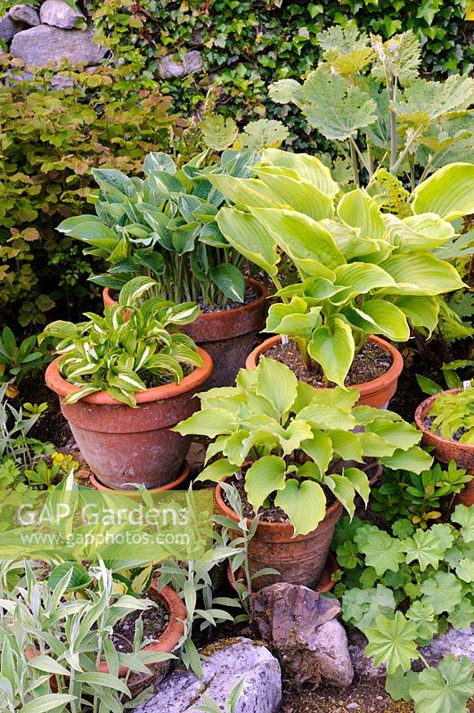 Hostas and a plume p... stock photo by Carole Drake, Image: 1273259