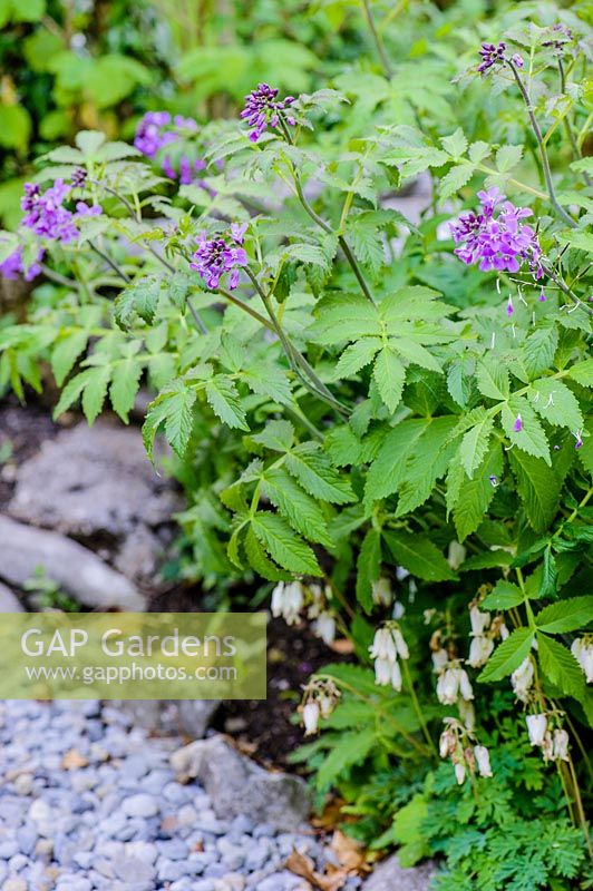 Cardamine macrophylla 'Bright and Bronzy'. Fanore, Ireland