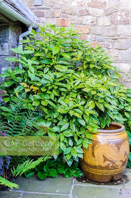 Aucuba japonica 'Crotonifolia', spotted laurel, with Chinese jar, Newport, Wales. 