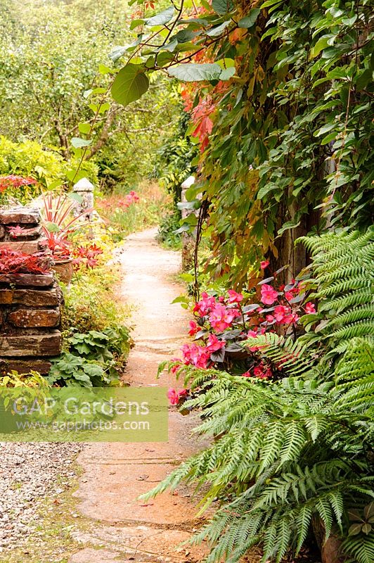 Begonias and ferns along the path with actinidia and Virginia Creeper, Pinsla, Cornwall, UK