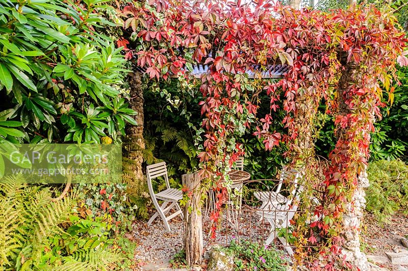 Tea shelter draped with Virginia Creeper, Parthenocissus quinquefolia, Pinsla, Cornwall, UK
