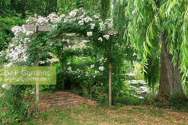 Rose pergola or archway over wooden bridge with Rosa 'Francis E. Lester'.