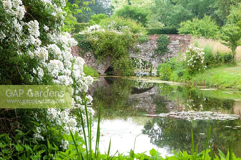 Bridge covered by tangutica type clematis over moat, with Rambling rose Rosa 'Seagull'