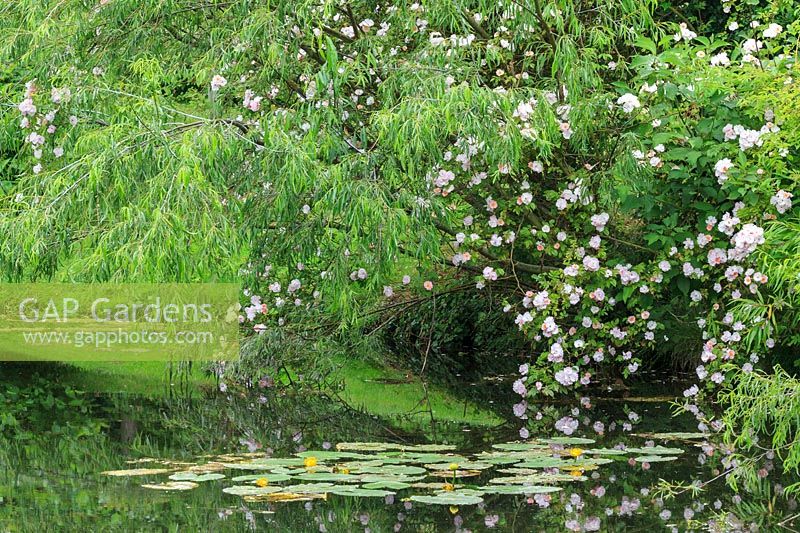 Rosa 'Paul's Himalayan Musk' with weeping willow at water's edge with native waterlily Nuphar lutea.