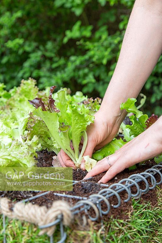 Close up detail of planting lettuce plug plants into gabion basket
