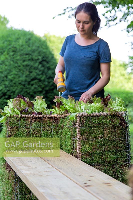 Woman using hose to water lettuce planted on the top of gabion baskets