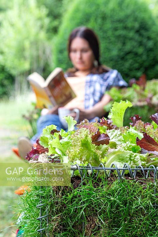 Close up detail of lettuce planted in living gabion bench with woman relaxing in background