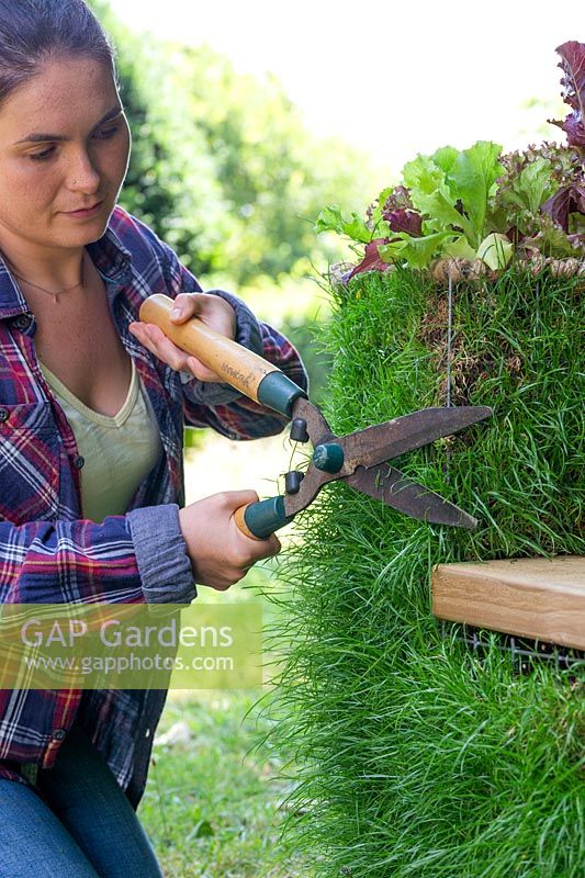 Woman using garden shears to trim grass on living gabion bench