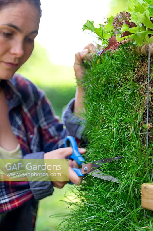 Woman using long scissors to trim grass on living gabion bench