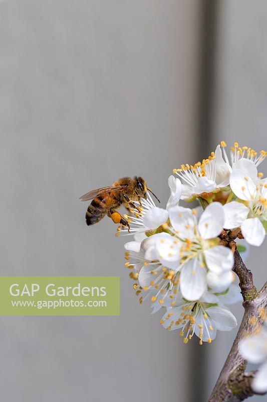 Honey bee, Apis mellifera on Blackthorn flower, Prunus spinosa