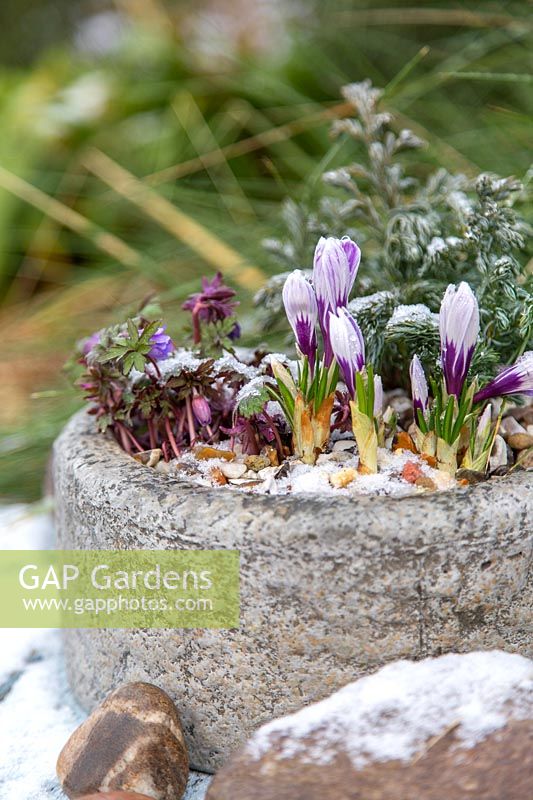 Circular stone trough planted with Crocus, Conifer and Anemones