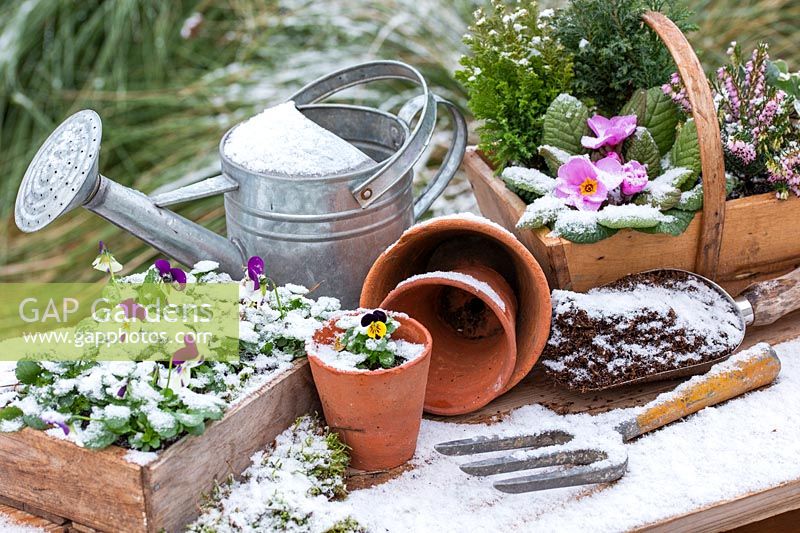 Snowy winter table scene with box and trug planted with Viola, Primula and Heather