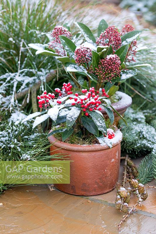 Winter containers planted with Skimmia. 