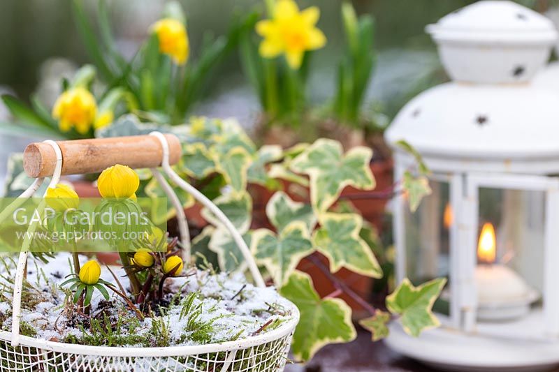 Wire basket planted with Eranthis hyemalis - Winter Aconites arranged with lanterns in snow. 