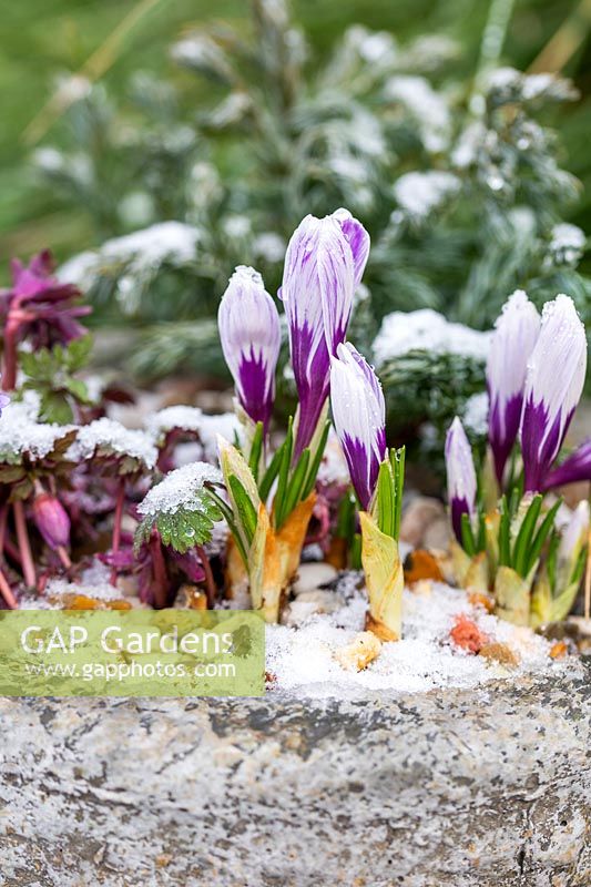 Crocus and Anemone in circular stone trough with dusting of snow. 