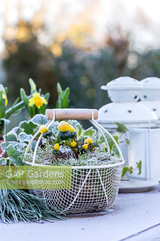 Frosty white wire basket planted with Eranthis hyemalis - Winter Aconites