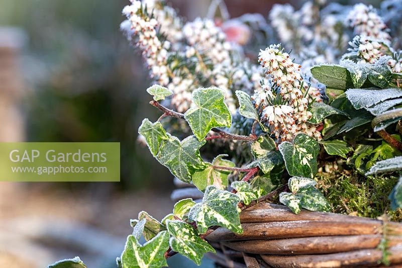 Frosty winter planting combination with variegated Hedera - Ivy and Erica - Heather