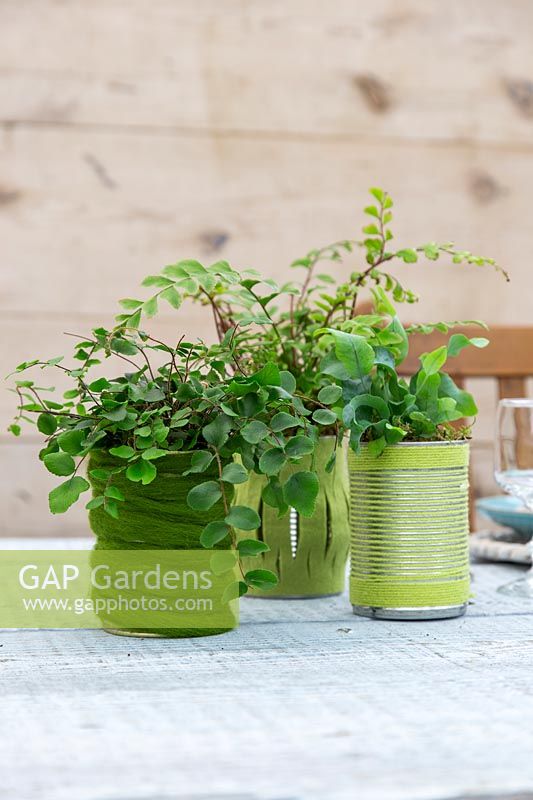 Felt and wool covered tin cans planted with green houseplants