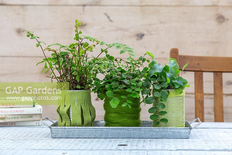 Felt and wool covered tin cans planted with green houseplants