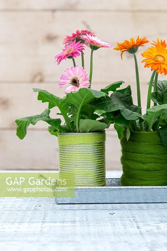 Tin cans covered with felt and wool planted with Gerbera. 