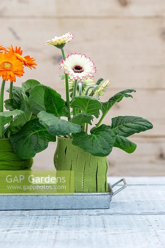 Tins cans covered with felt and wool planted with Gerbera.